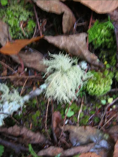 Photo 35