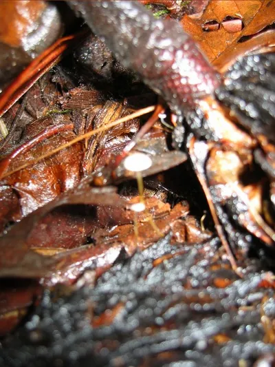 Photo 41