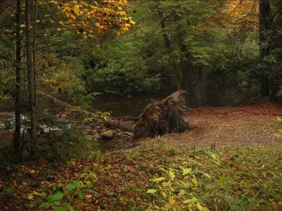 Photo 45