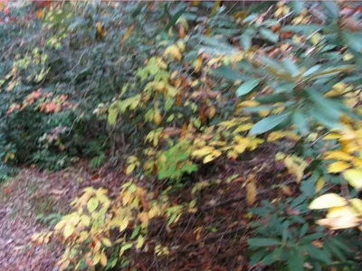 Photo 110