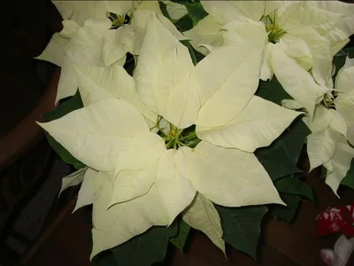 Photo 57