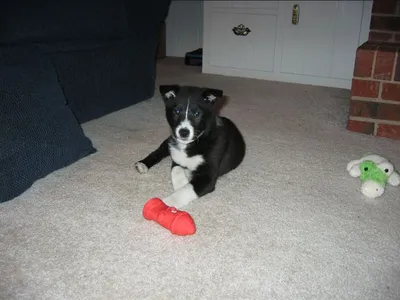 That's MY fire hydrant!!