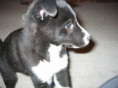 Playful Puppy!