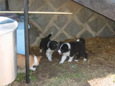 Oliver and his litter mates.