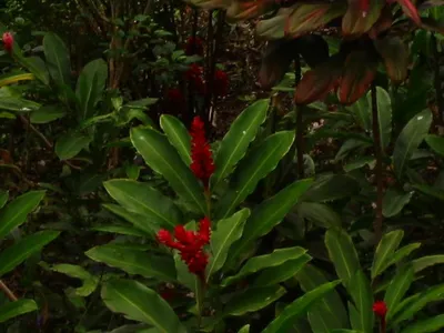 Photo 48