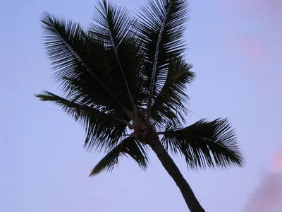 Photo 50