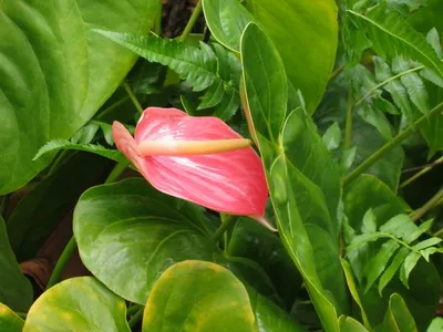 Photo 27