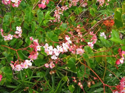 Photo 30