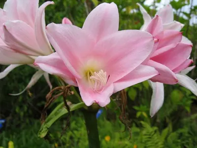 Photo 35