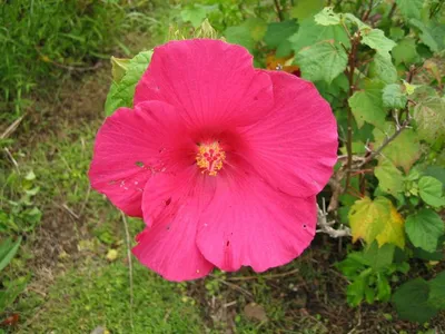 Photo 40