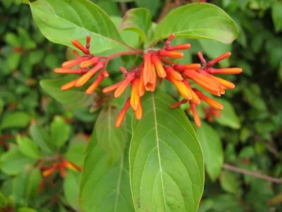 Photo 44