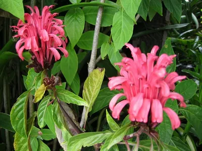 Photo 45