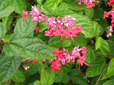 Photo 49