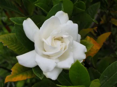 Photo 57