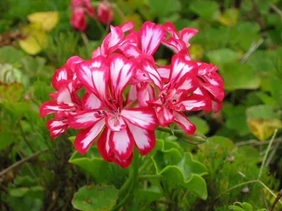 Photo 74