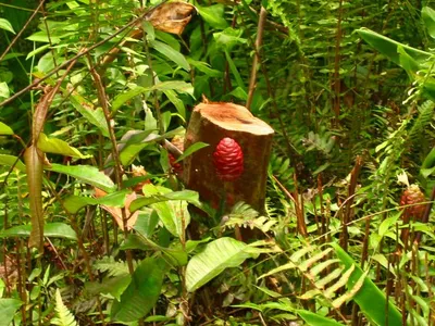 Photo 41