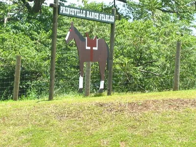Photo 42