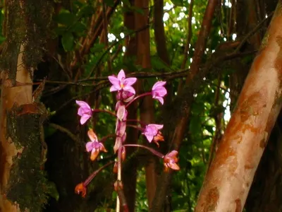 Photo 48