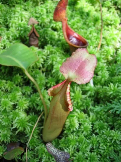 Photo 40