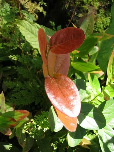Photo 42