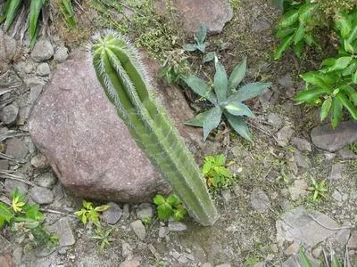 Photo 38