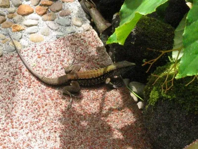 Photo 42