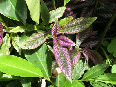 Photo 43