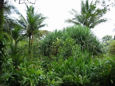 Photo 44
