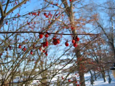 Photo 25