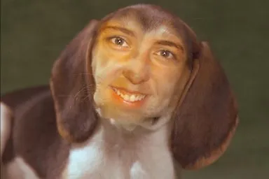 Who let the dog out?