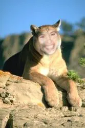 Mountain Lion