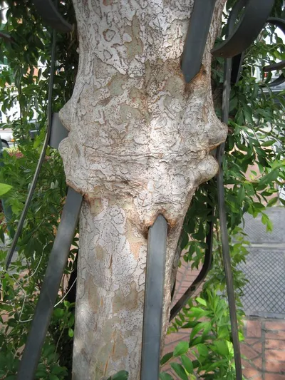 Photo 25